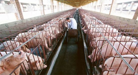 红薯喂猪注意事项