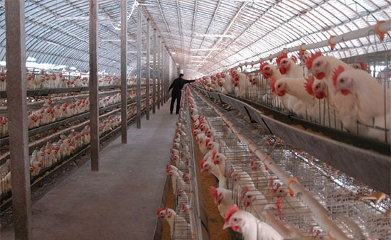安全饲养肉鸡应严控温差