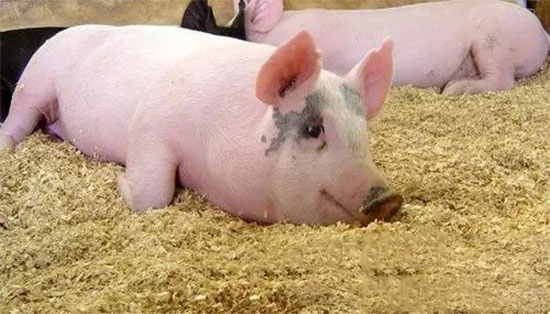 养猪补贴大原则：规模越大，补贴越多