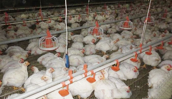 饲养肉鸡的各种方式的优缺点