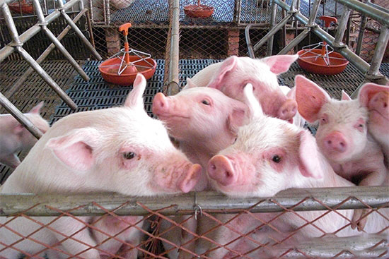 养猪场必备小常识