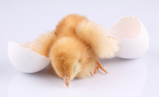 浅谈孵化过程控制要点