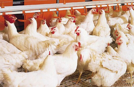 标准化鸡舍工作人员培训资料