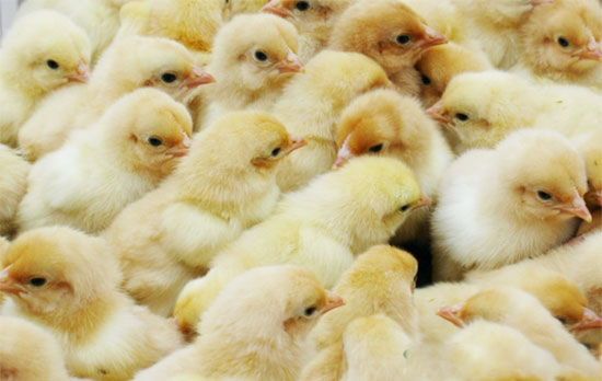 育雏期间雏鸡常见的疾病