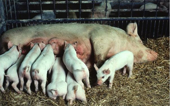 母猪产后无乳的治疗和护理