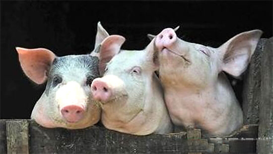 2016年前10月生猪价格走势及猪肉进口量分析