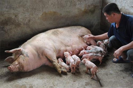 自繁自养的缺点