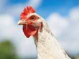 肉鸡全程饲养管理要点