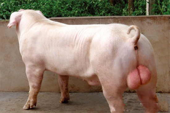 种公猪的科学管理方法