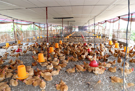 如何科学选用鸡KY.COM