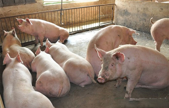 怎样才能让猪猪们在年前健康的成长?