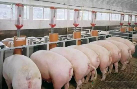 2016年山东文登育肥猪保险政府补贴496万元