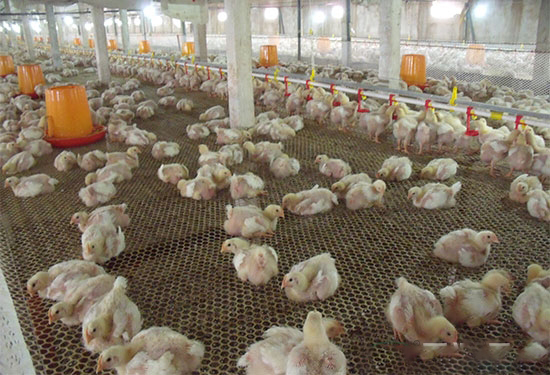 肉用仔鸡公母分群饲养法