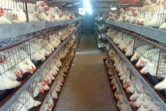 肉鸡消化不良的原因和防治