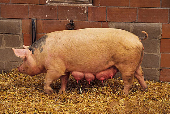 母猪乳腺发育3阶段