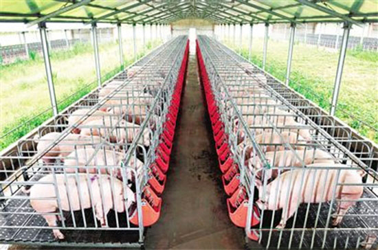 农业部发话:2017年大力稳生猪