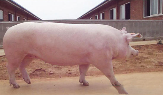 母猪催情方法精简版