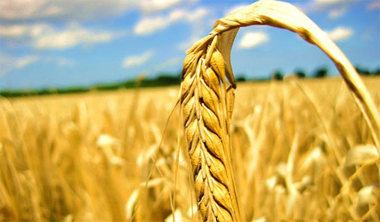 看懂2016年中国农业格局的16个词