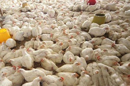 肉鸡饲养中几种常发病的防治——腿部疾病