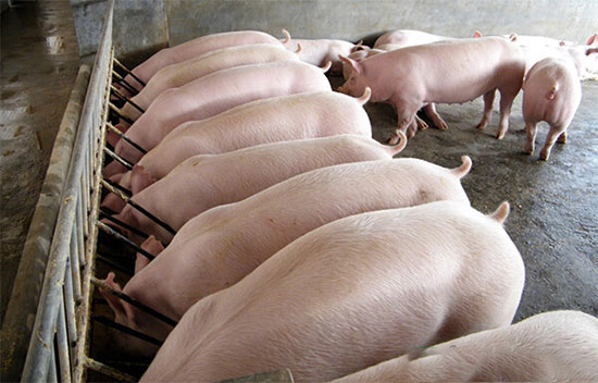 养猪催肥要注意的误区