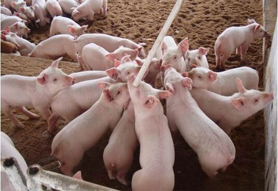 生猪补栏最要紧的是疾病预防