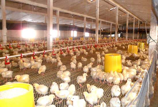 严寒天气肉鸡管理方案