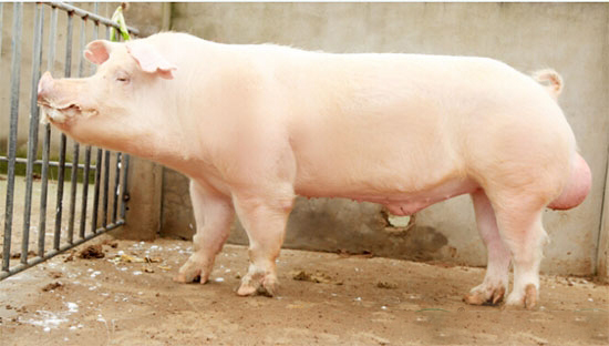 防止公猪自淫措施