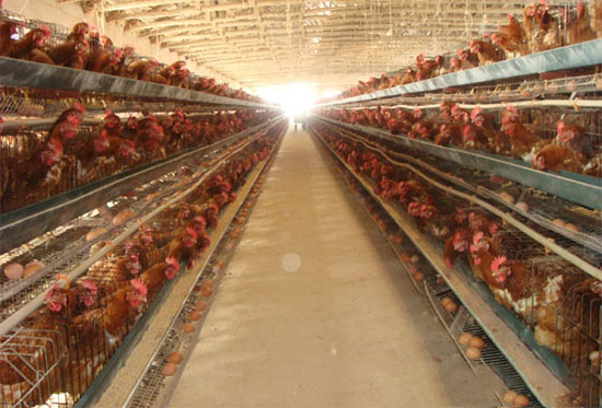 降低蛋鸡产蛋期死淘率的综合措施