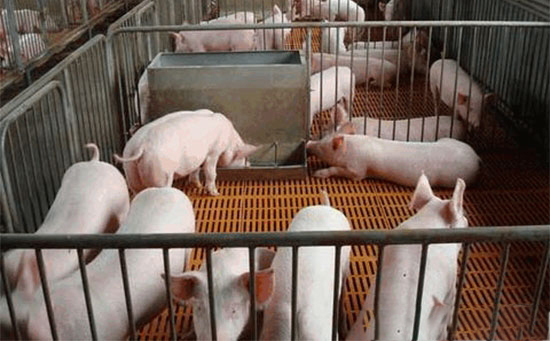 养猪要选好添加剂