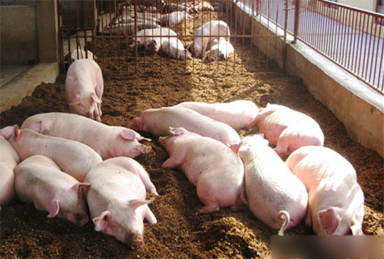 了解下什么是禁养区？无畜禽区？适养区？