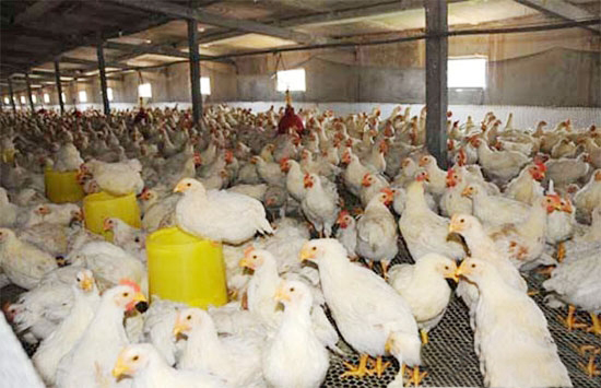 饲养肉鸡咋使用油脂KY.COM