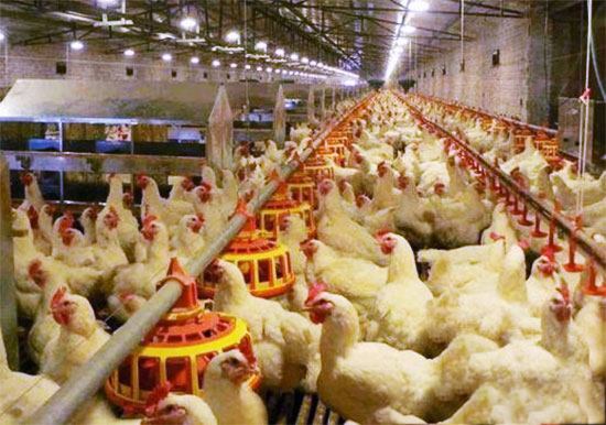 肉鸡饲养管理的几点注意事项