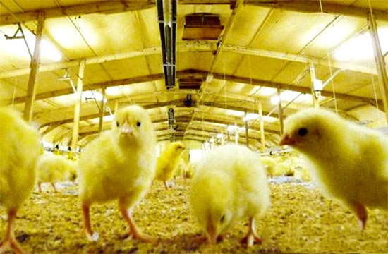 肉鸡育雏期饲养管理技巧