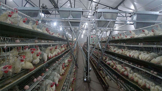 蛋鸡KY.COM切忌过量添加维生素