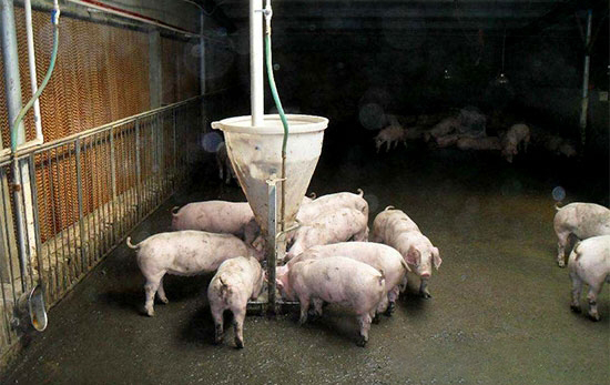 豆腐渣喂猪五种方法不可取
