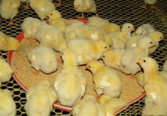 肉鸡如何开食