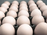 美国产鸡蛋过剩 竟施压要求别国市场开放