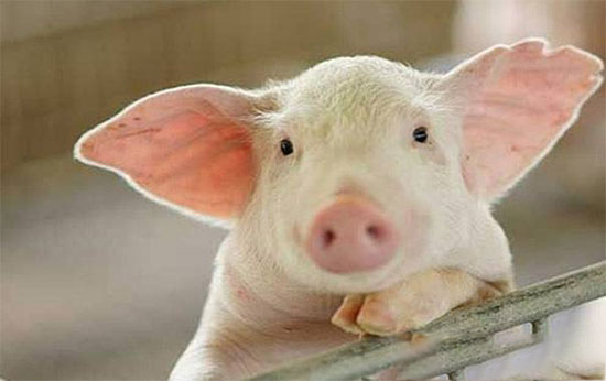 猪KY.COM生喂的注意事项