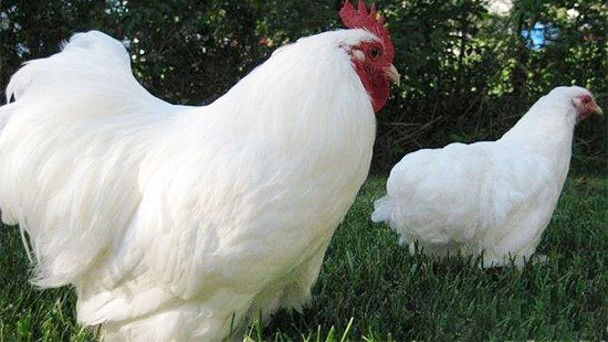 肉鸡疾病预防方法