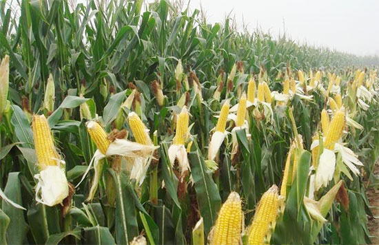 完善玉米生产者补贴制度