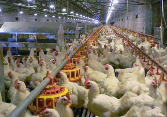 让肉鸡增重的几种饲喂有效方法