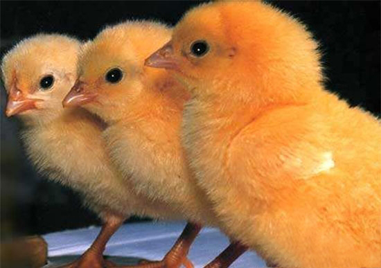 把握温湿度养好肉仔鸡