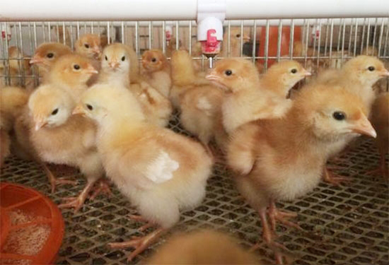 肉用仔鸡饲养管理技巧