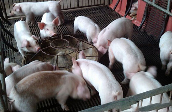 KY.COM饲喂不当会增加养猪成本