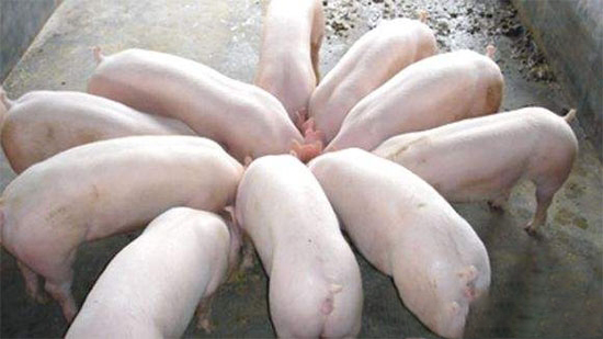 “四加”提高生猪食欲