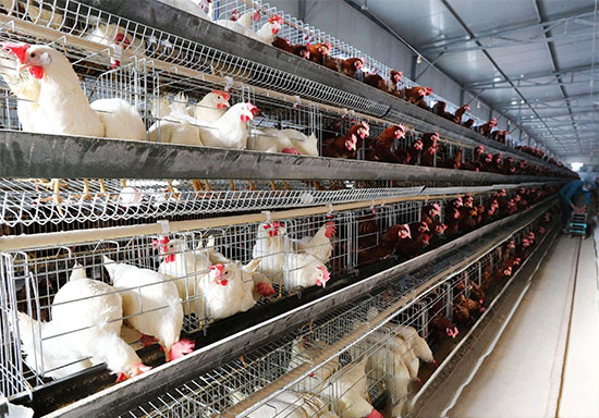 笼养蛋鸡的日常巡查要点