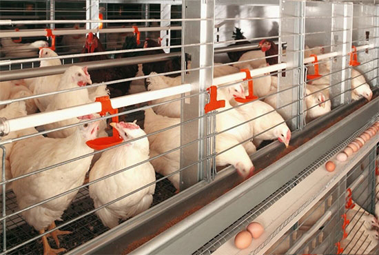 春季蛋鸡饲养五注意