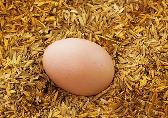 看鸡蛋诊鸡病