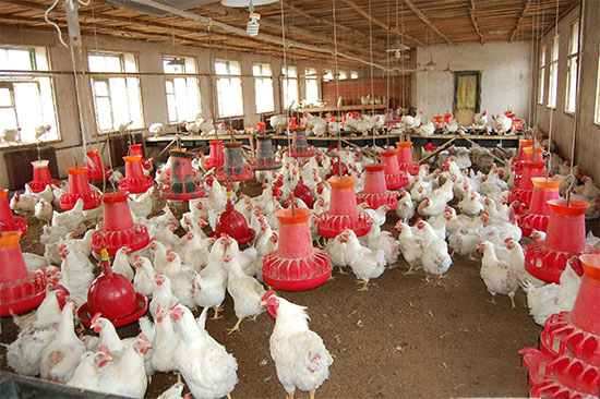 如何提高肉种鸡均匀度