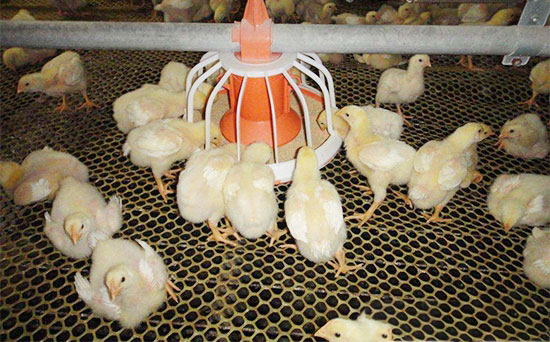 KY.COM蛋白过量 肉鸡也痛风